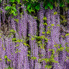 5 JAPANESE WISTERIA Floribunda Flower Purple Ornamental Vine Climber Seeds