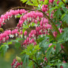 10 BLEEDING HEART - PINK Old Fashioned Dicentra Formosa Shade Flower Seeds