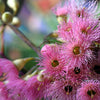 50 RED FLOWERING EUCALYPTUS Sideroxylon Mugga Ironbark Tree Seeds