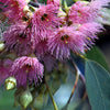 50 RED FLOWERING EUCALYPTUS Sideroxylon Mugga Ironbark Tree Seeds