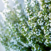 30 ORANGE THYME Orangelo Thymus Vulgaris Fragrantissimus Culinary Herb Seeds