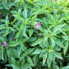 Licorice Basil Ocimum Basilicum Herb Flower Seeds – photo 2