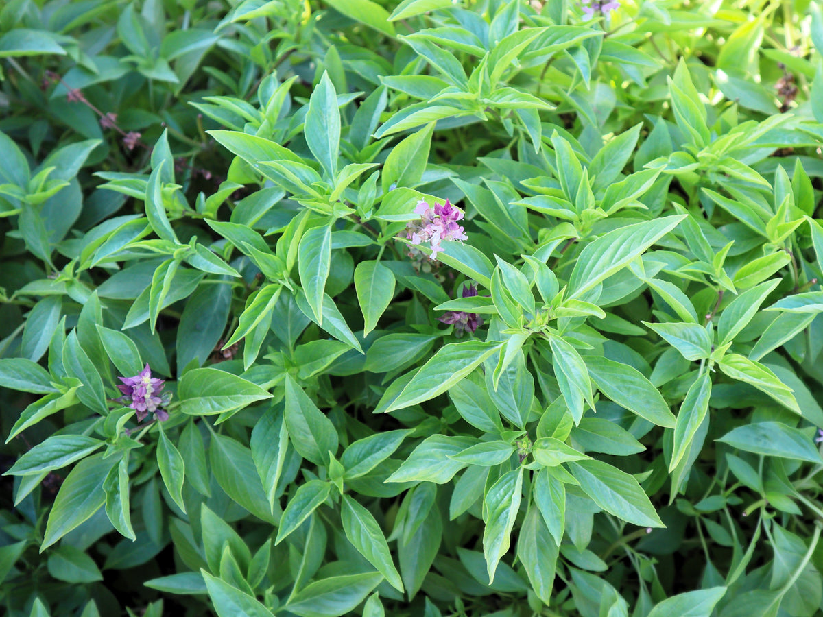 Licorice Basil Ocimum Basilicum Herb Flower Seeds – photo 2