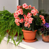 10 SALMON DOUBLE BEGONIA Tuberosa Tuberous Begonia Pink Shade Flower Seeds