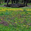100 HEAL ALL Self Heal Prunella Vulgaris Purple Herb Flower Seeds