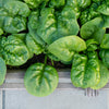 1500 BLOOMSDALE SPINACH Spinacia Oleracea Vegetable Seeds