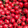2000 CHERRY BELLE RADISH Raphanus Sativus Vegetable Seeds