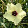 150 EMERALD GREEN Velvet OKRA Spineless Abelmoschus Esculentus Vegetable Seeds