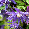10 PURPLE ALPINE CLEMATIS Alpina Virgin's Bower Flower Vine Seeds