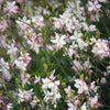 100 White GAURA WHIRLING BUTTERFLIES Gaura Lindheimeri Flower Seeds