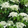 50 CLIMBING HYDRANGEA Anomala Petiolaris Vine Flower Seeds