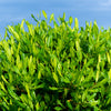 40 Mixed Colors FLORIDA HOPBUSH Dodonaea Viscosa Hawaiian Hopseed Flower Shrub Seeds