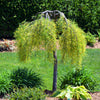25 SIBERIAN PEASHRUB Caragana Arborescens Peatree Yellow Flower Legume Vegetable Seeds