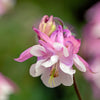 50 ROSE STAR COLUMBINE Aquilegia Caerulea Bicolor Rose Pink & White Flower Seeds