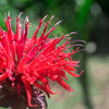 10 Panorama RED BEE BALM Monarda Didyma Oswego Tea Herb Flower Seeds