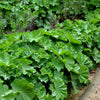 100 LADYS MANTLE Alchemilla Mollis Flower Seeds