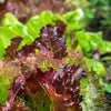 Ruby Leaf Lettuce Seeds – Red Loose Leaf Heirloom Lactuca Sativa Vegetable – photo 8
