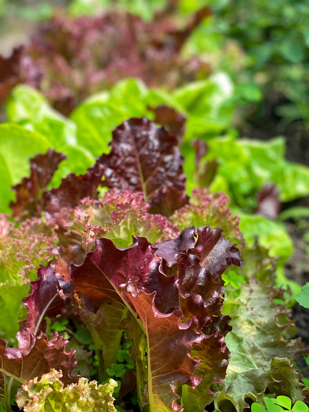 Ruby Leaf Lettuce Seeds – Red Loose Leaf Heirloom Lactuca Sativa Vegetable – photo 8