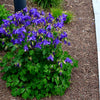 Mixed European Columbine Seeds – Aquilegia Flower – photo 9