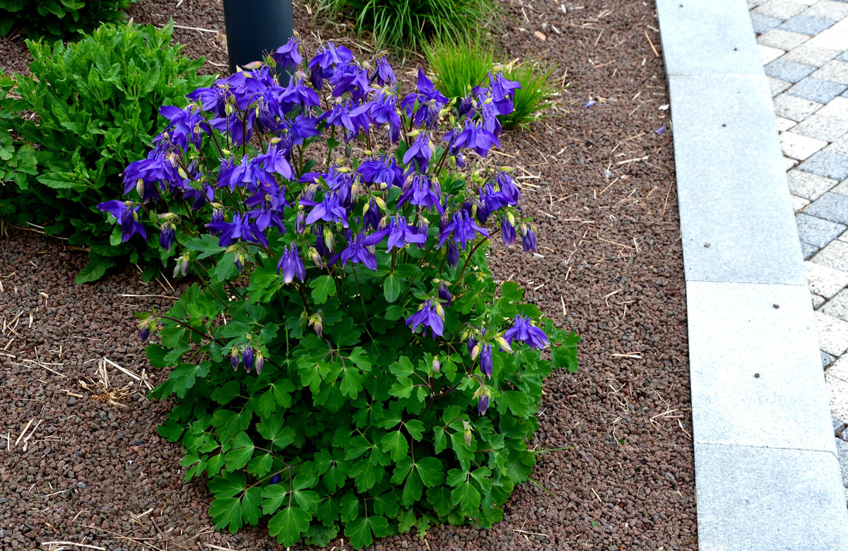 Mixed European Columbine Seeds – Aquilegia Flower – photo 9