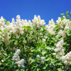 20 WHITE TREE LILAC Hummingbird Flower Fragrant Peking Syringa Pekinensis Seeds