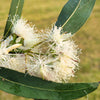 25 RED FOREST GUM Tree Eucalyptus Tereticornis Blue Grey Mountain Flower Seeds