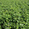 100 BLACKEYE PEA (Cow Pea / Cowpea / Southern Pea / Blackeyed Pea / Black Eye Pea) Vigna Unguiculata Vegetable Seeds