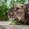 1000 HEIRLOOM CATNIP Nepeta Cataria Herb Flower Seeds