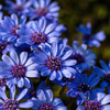 50 BLUE FELICIA DAISY 'The Blues' Heterophylla Kingfisher Flower Seeds