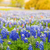 150 TEXAS BLUEBONNET LUPINE Lupinus Texensis Flower Seeds