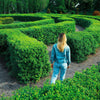 35 EUROPEAN PRIVET HEDGE Common Wild Ligustrum Vulgare Flower Shrub Seeds