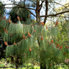 30 Mexican WEEPING PINE TREE Evergreen Pinus Patula Seeds