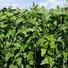 100 BLACKEYE PEA (Cow Pea / Cowpea / Southern Pea / Blackeyed Pea / Black Eye Pea) Vigna Unguiculata Vegetable Seeds