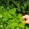 150 GARDEN CHERVIL (Gourmet Parsley) Anthriscus Cerefolium Herb Flower Seeds