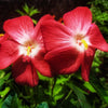 40 AMBRETTE / MUSK MALLOW Hibiscus Abelmoschus Moschatus Flower Seeds