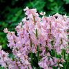 10 WOOD HYACINTH Mixed Colors English Woodland Spanish Bluebell Scilla Campanulata Hyacinthoides Hispanica Pink Purple White Flower Seeds