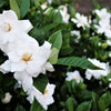 50 GARDENIA Jasminoides / CAPE JASMINE Fragrant White Shrub Houseplant Flower Seeds