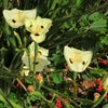 20 YELLOW AFRICAN IRIS Fortnight Lily Dietes Bicolor Butterfly Flag Spanish Peacock Iris Flower Seeds