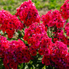 800 RED DRUMMOND PHLOX (Texas Pride) Phlox Drummondii Flower Seeds
