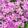 400 RAINBOW ROCKCRESS Rock Cress Large Flowered Aubrieta Cultorum Flower Seeds