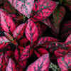 10 Dwarf ROSE Pink POLKA DOT PLANT Splash Select Hypoestes Phyllostachya Flower Houseplant Seeds