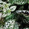 10 Hypoestes Phyllostachya Seeds – Dwarf White Splash Select