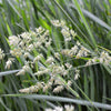 3000 QUICKDRAW ORCHARDGRASS Cat Grass Petgrass Cocksfoot Cool-Season Sun or Shade Dactylis GlomerataPerennial Bunchgrass Quick Draw Grass Seeds