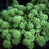 50 SEASTAR / WIDOWS Cross SEDUM Sea Star Stonecrop Sedum Pulchellum Flower Seeds