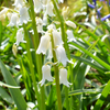 10 WOOD HYACINTH Mixed Colors English Woodland Spanish Bluebell Scilla Campanulata Hyacinthoides Hispanica Pink Purple White Flower Seeds