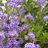 10 GOLDEN DEWDROP Duranta Erecta Repens Golden Foliage Blue Violet Purple White Flower Orange Ornamental Berry Shrub Seeds