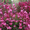 100 Pink GAURA WHIRLING BUTTERFLIES Gaura Biennis Flower Seeds