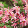 20 WESTERN AZALEA Pink White Yellow Shrub Flower Rhododendron Occidentale Seeds
