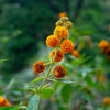 10 ORANGE BALL TREE / Golden Butterfly Bush Buddleja Globosa Shrub Flower Seeds