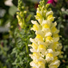 500 BUTTER & EGGS TOADFLAX Linaria Vulgaris Wild Snapdragon Bicolor Yellow Flower Seeds